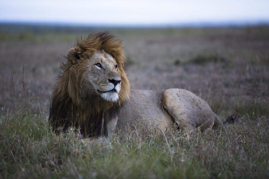 Rekero Camp Hotel Mara Simba Buitenkant foto