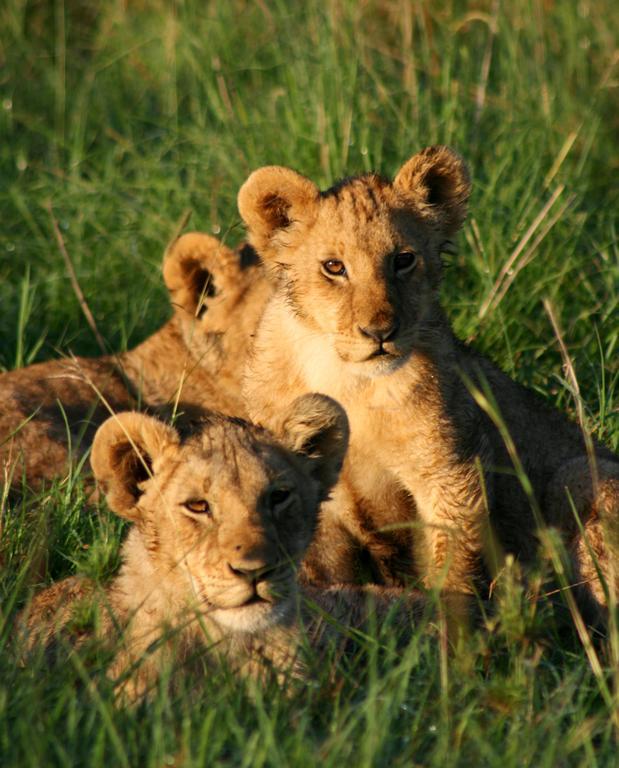 Rekero Camp Hotel Mara Simba Buitenkant foto